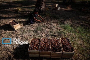 Harvest from date palm groves in southwestern Iran