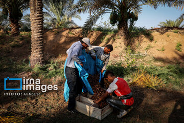 Harvest from date palm groves in southwestern Iran