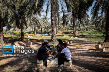 Harvest from date palm groves in southwestern Iran