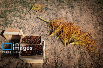 Harvest from date palm groves in southwestern Iran