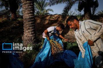 Harvest from date palm groves in southwestern Iran