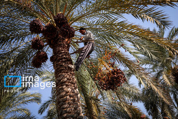 Harvest from date palm groves in southwestern Iran