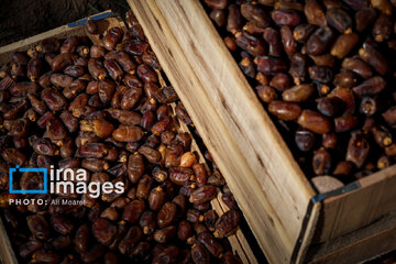 Harvest from date palm groves in southwestern Iran