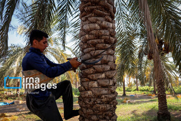 Harvest from date palm groves in southwestern Iran