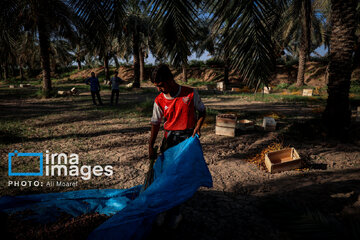 Harvest from date palm groves in southwestern Iran