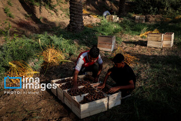 Harvest from date palm groves in southwestern Iran