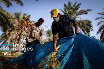 Harvest from date palm groves in southwestern Iran