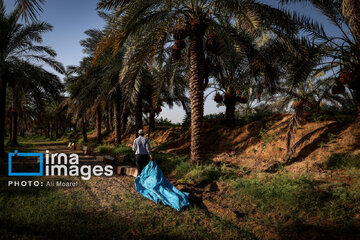 Harvest from date palm groves in southwestern Iran