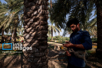 Harvest from date palm groves in southwestern Iran