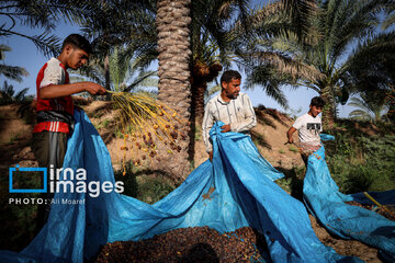 Harvest from date palm groves in southwestern Iran