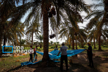 Harvest from date palm groves in southwestern Iran