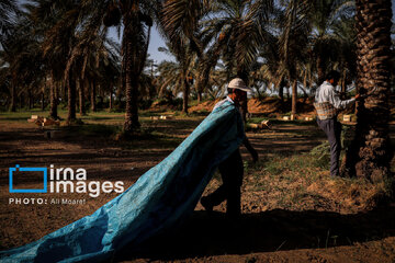 Harvest from date palm groves in southwestern Iran