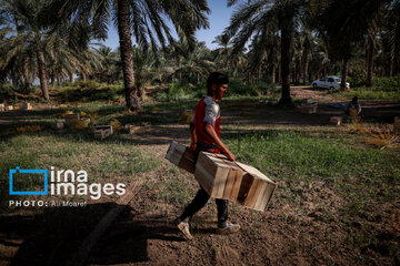 Harvest from date palm groves in southwestern Iran