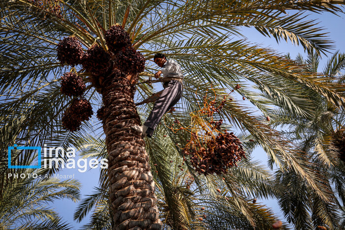 نمایشگاه بینالمللی خرما و صنایع وابسته در بوشهر گشایش یافت