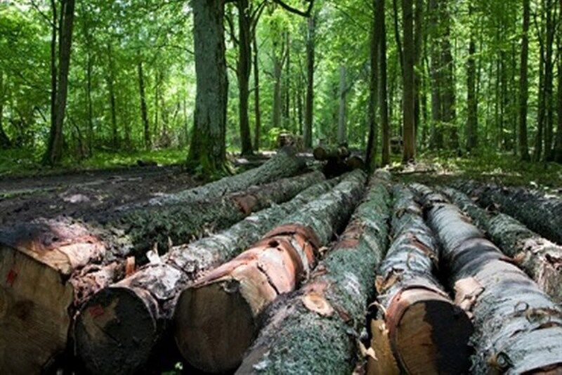 عامل قطع درختان ارسباران جریمه شد عامل قطع درختان ارسباران جریمه شد