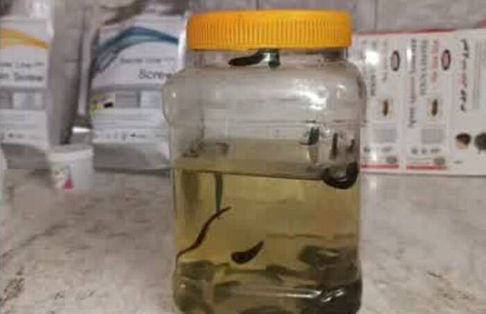 یک واحد غیرمجاز طب سنتی در سبزوار مهر و موم شد