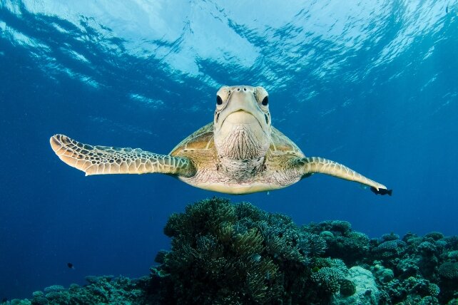 کشف مرجانهایی که در برابر گرما مقاومترند