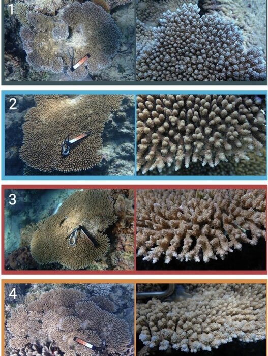 کشف مرجانهایی که در برابر گرما مقاومترند
