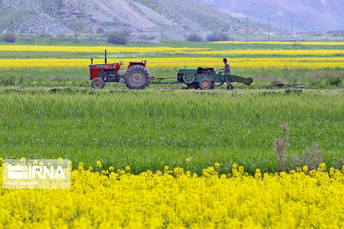 همراهی و ترغیب کشاورزان شرط موفقیت اصلاح الگوی کشت