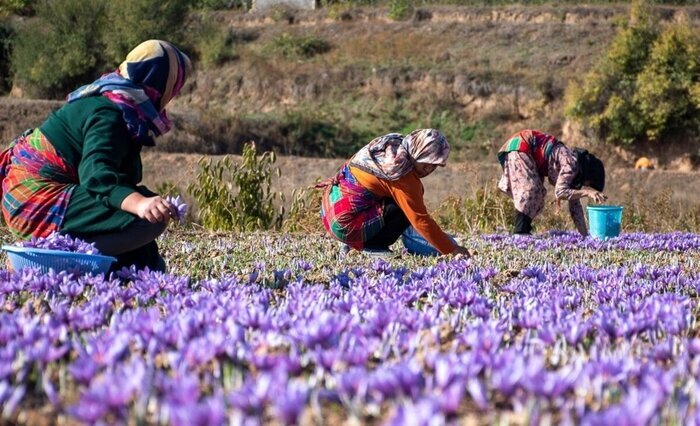 همراهی و ترغیب کشاورزان شرط موفقیت اصلاح الگوی کشت