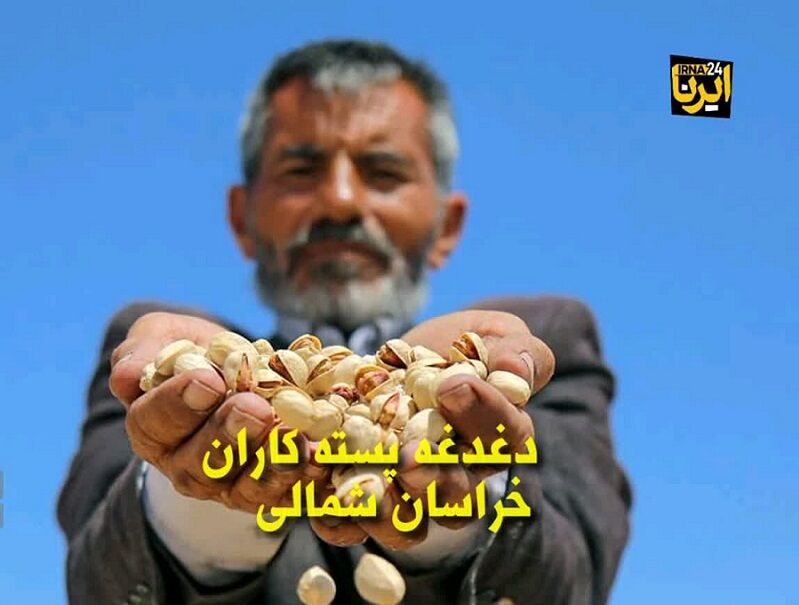 فیلم| پای‌ درد دل پسته‌کاران خراسان‌شمالی