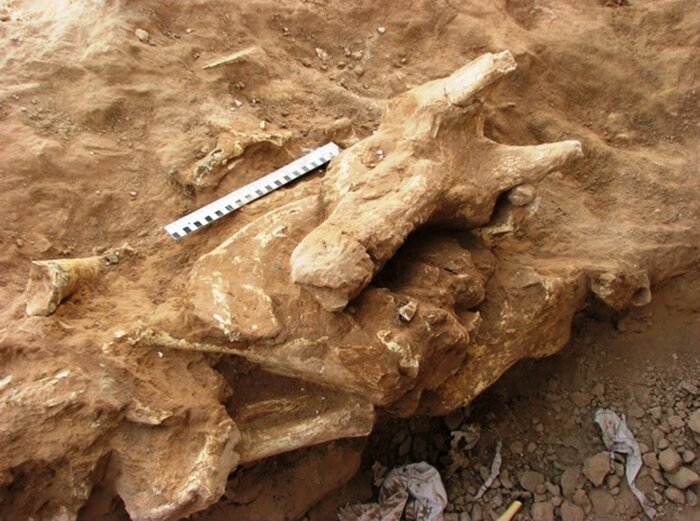 پژوهشگر مرکز دیرینهشناسی پاریس: مراغه از معروفترین مناطق فسیلی پستانداران باستانی است