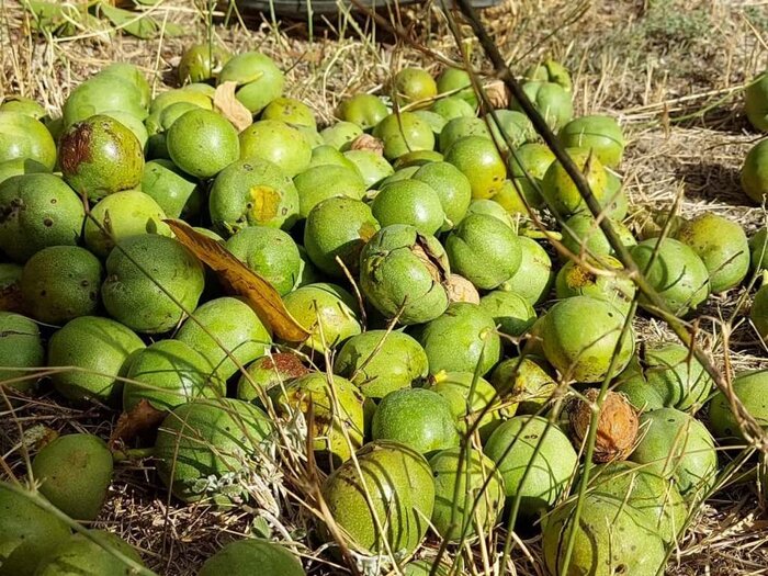 برداشت گردو از باغات خلخال آغاز شد