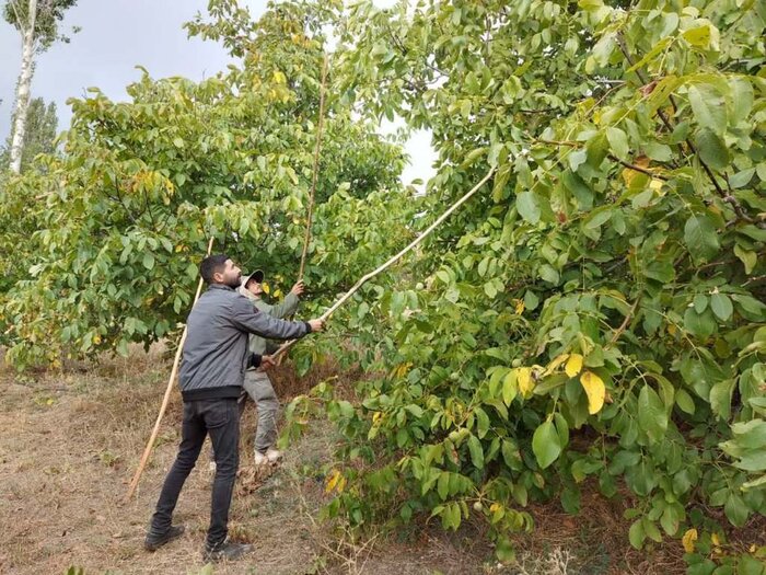 گردو، محصولی که جان می گیرد