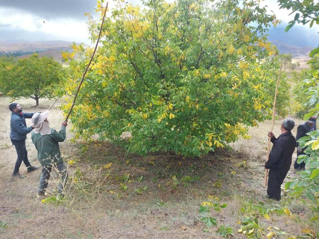 برداشت گردو از باغات خلخال آغاز شد