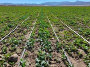 برگزاری دوره ترویج بهره‌برداری الگوی کشت محصولات زراعی درشهرستان استان تهران