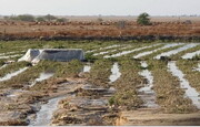 هواشناسی اردبیل هشدار سطح زرد کشاورزی صادر کرد