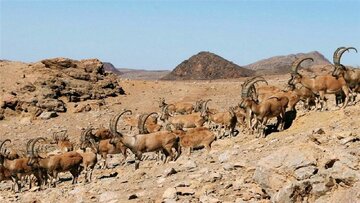 آغاز طرح شناسایی بز سرخ جبال بارز برای نخستین بار در ایران