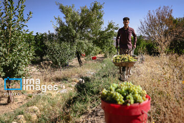 Grapes harvest in Bavanat