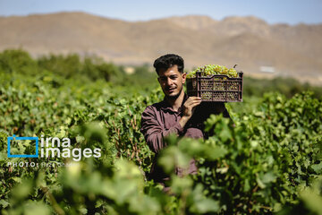 Grapes harvest in Bavanat