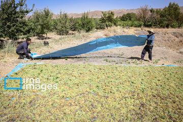 Grapes harvest in Bavanat