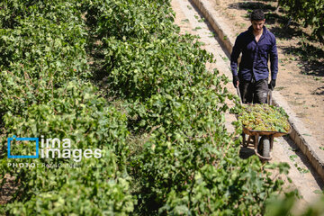 Grapes harvest in Bavanat