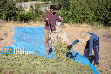 Grapes harvest in Bavanat