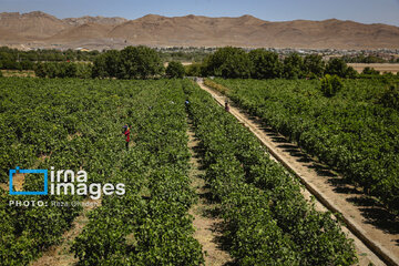 Grapes harvest in Bavanat