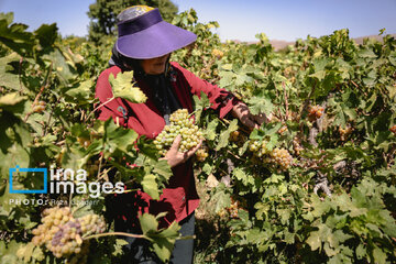 Grapes harvest in Bavanat