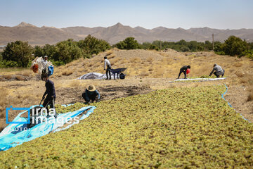 Grapes harvest in Bavanat