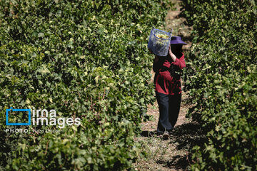 Grapes harvest in Bavanat