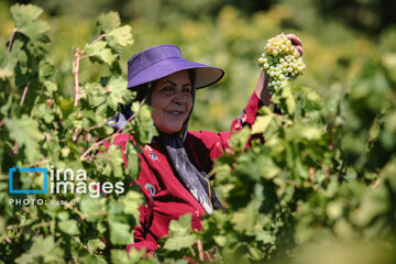 Grapes harvest in Bavanat