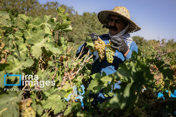 Grapes harvest in Bavanat