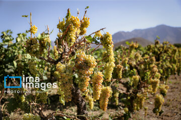 Grapes harvest in Bavanat