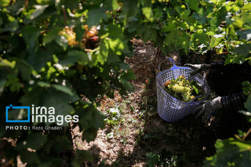 Grapes harvest in Bavanat