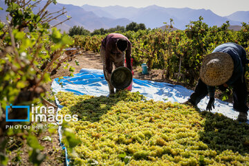 Grapes harvest in Bavanat