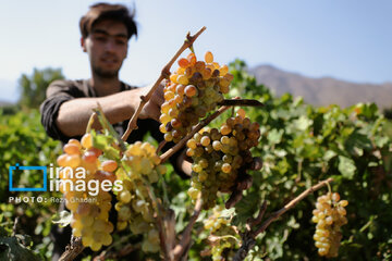 Grapes harvest in Bavanat