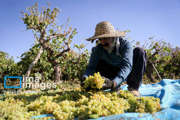 Grapes harvest in Bavanat