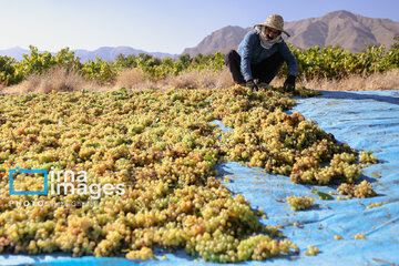 Grapes harvest in Bavanat