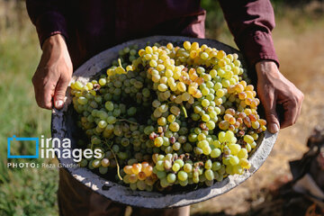 Grapes harvest in Bavanat